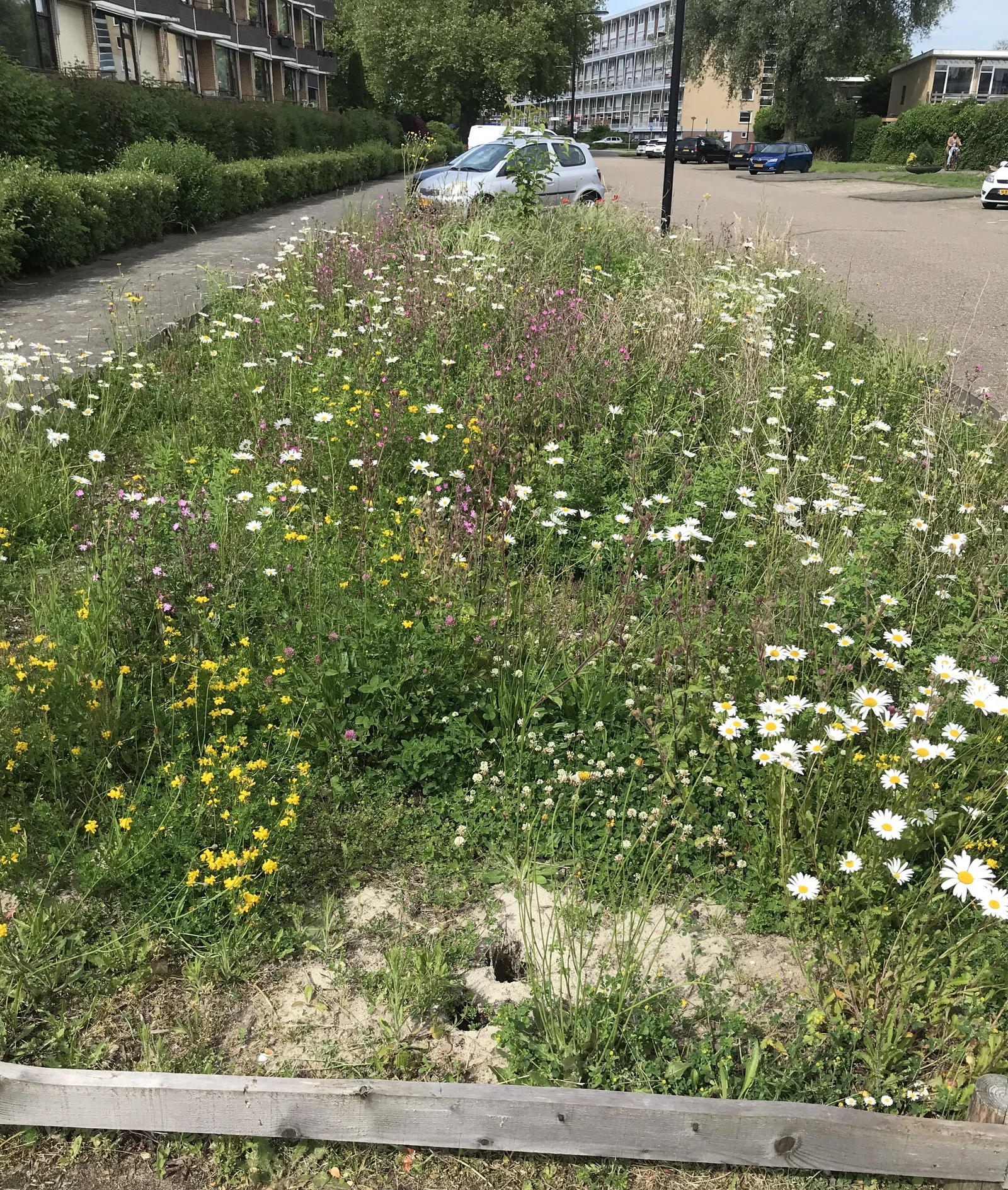 Een foto van een wild plantsoen met veel bloemen.