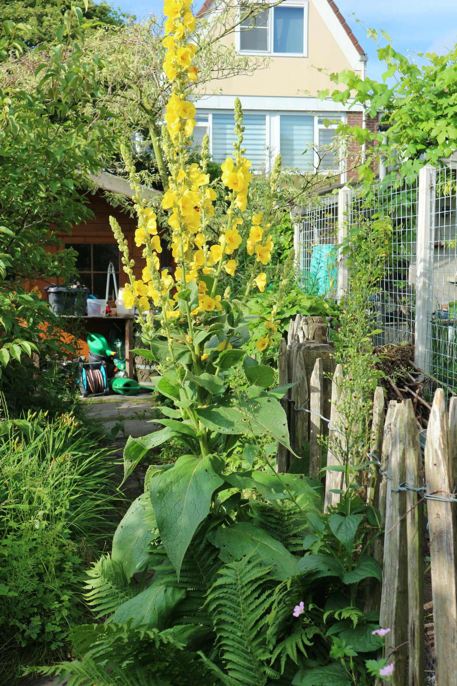 Een foto van een grote gele bloem in een tuin, naast een houten hekje.