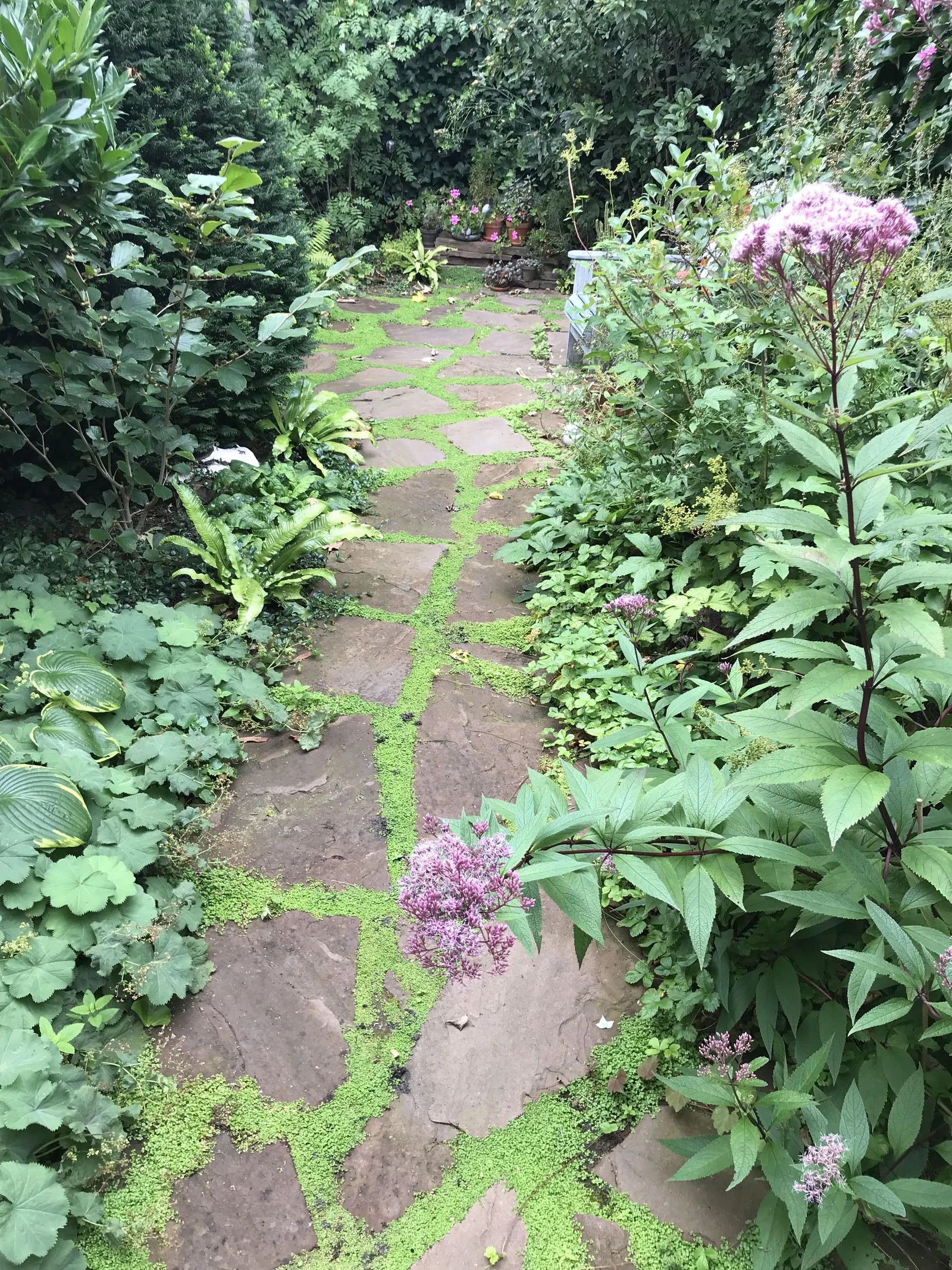 Een foto van een tegelpad in het gras. Om het pad heen staan verschillende planten en roze bloemen.