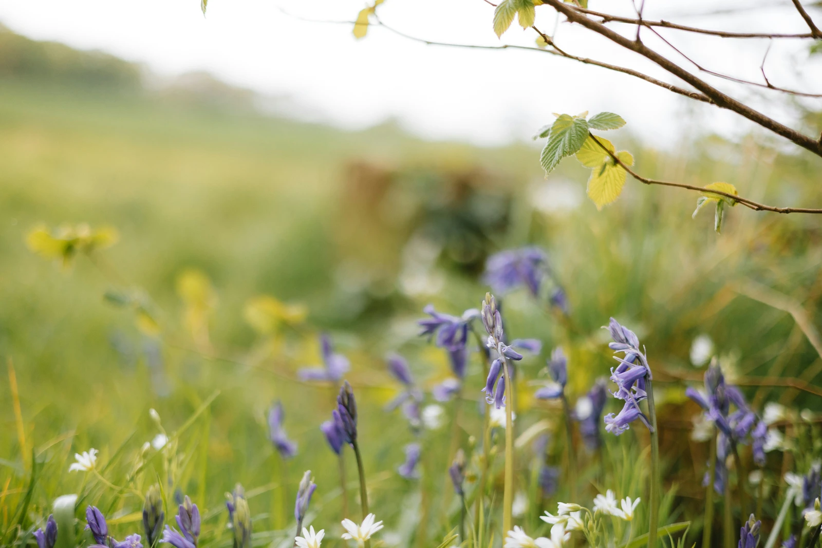 Een foto van een grasveld met op de voorgrond lichtpaarse bloemen en een tak waar kleine blaadjes aan groeien.