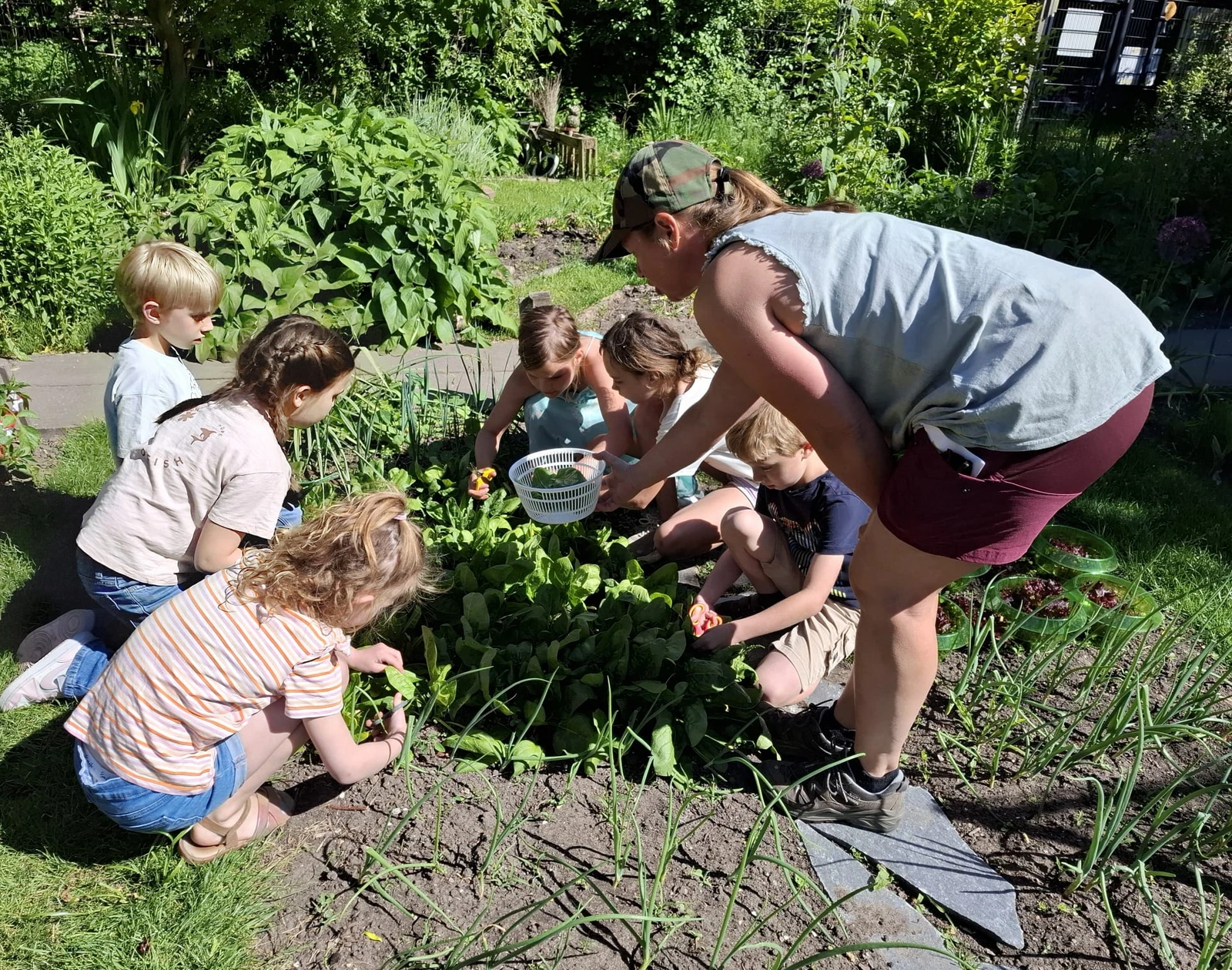 Een foto van Mirjam die samen met een aantal kinderen sla aan het oogsten is. De kinderen zitten in een cirkel om het bed heen en knippen met schaartjes bladeren af. Mirjam heeft een wit mandja vast waarin de bladeren verzameld worden.